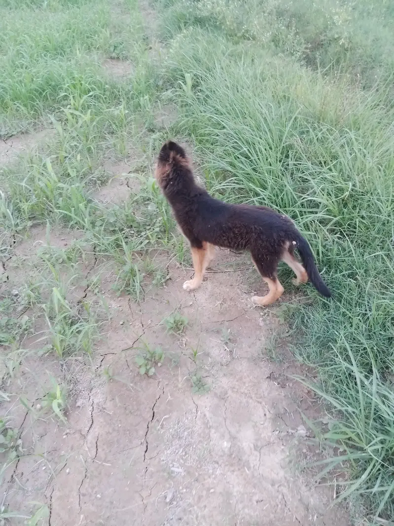a beautiful long coat heavy bons pup available — photo 3