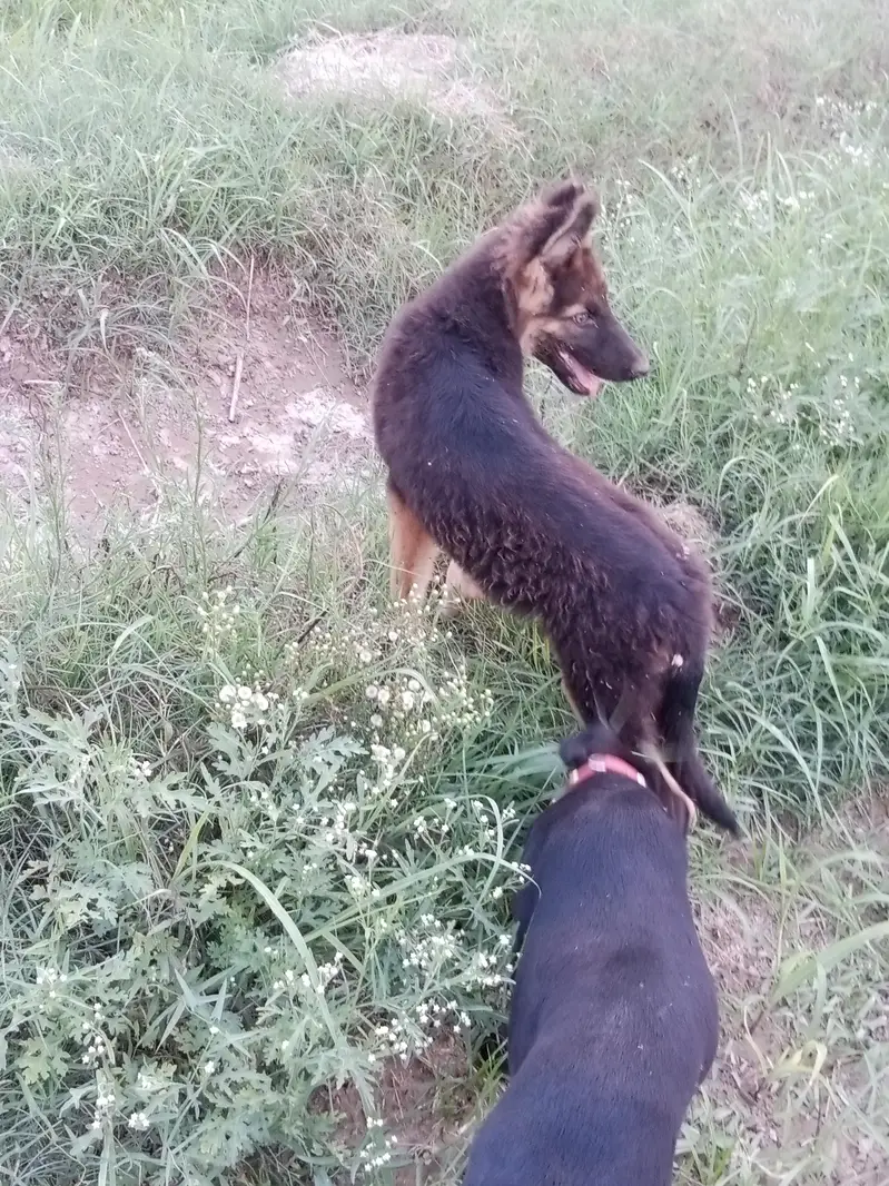 a beautiful long coat heavy bons pup available — photo 4