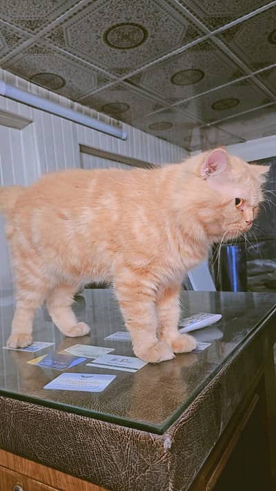 perison cat yellow