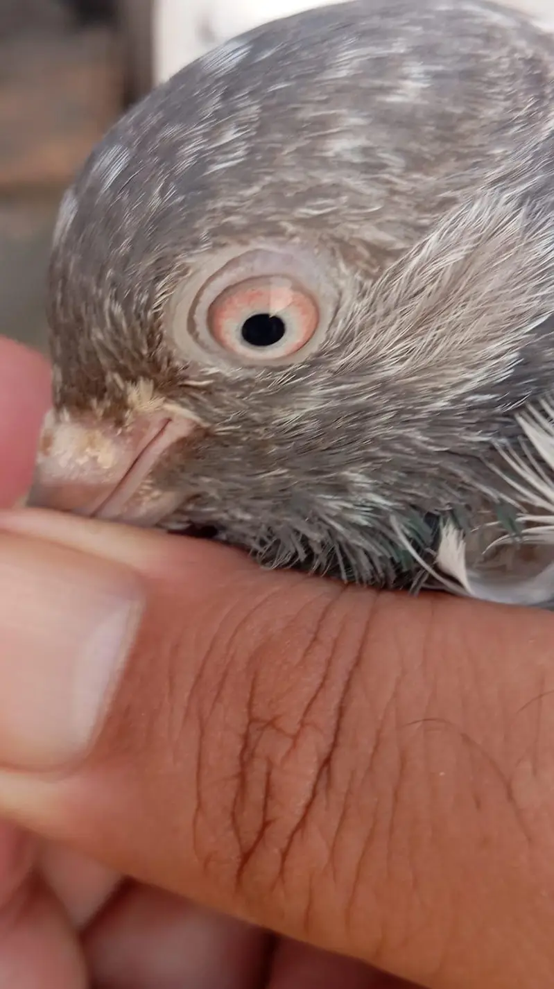pigeon per Jora 1500
