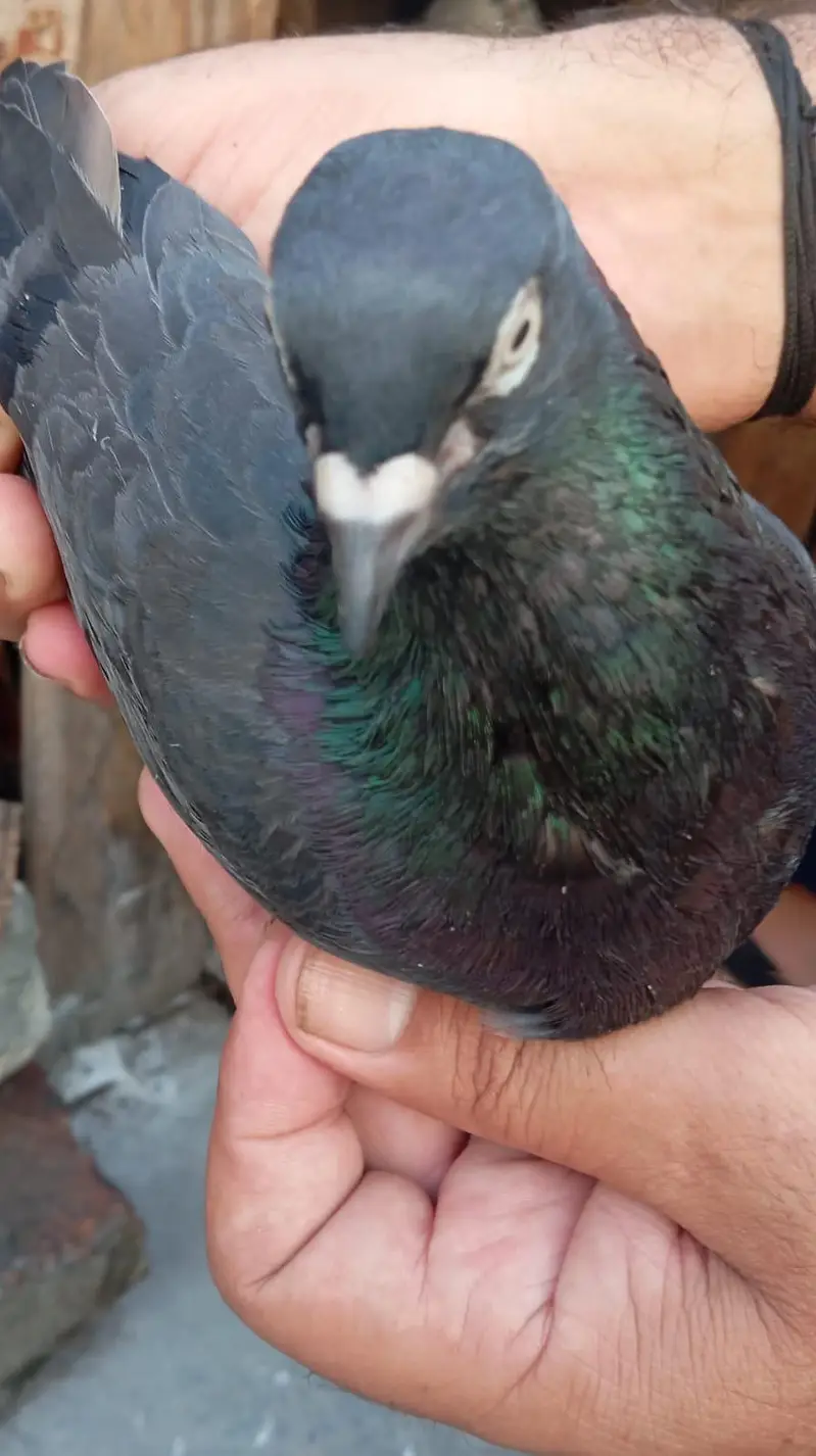 pigeon per Jora 1500 — photo 3