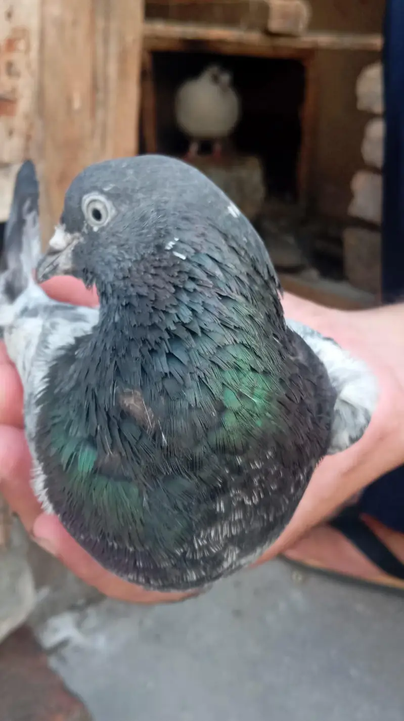 pigeon per Jora 1500 — photo 4