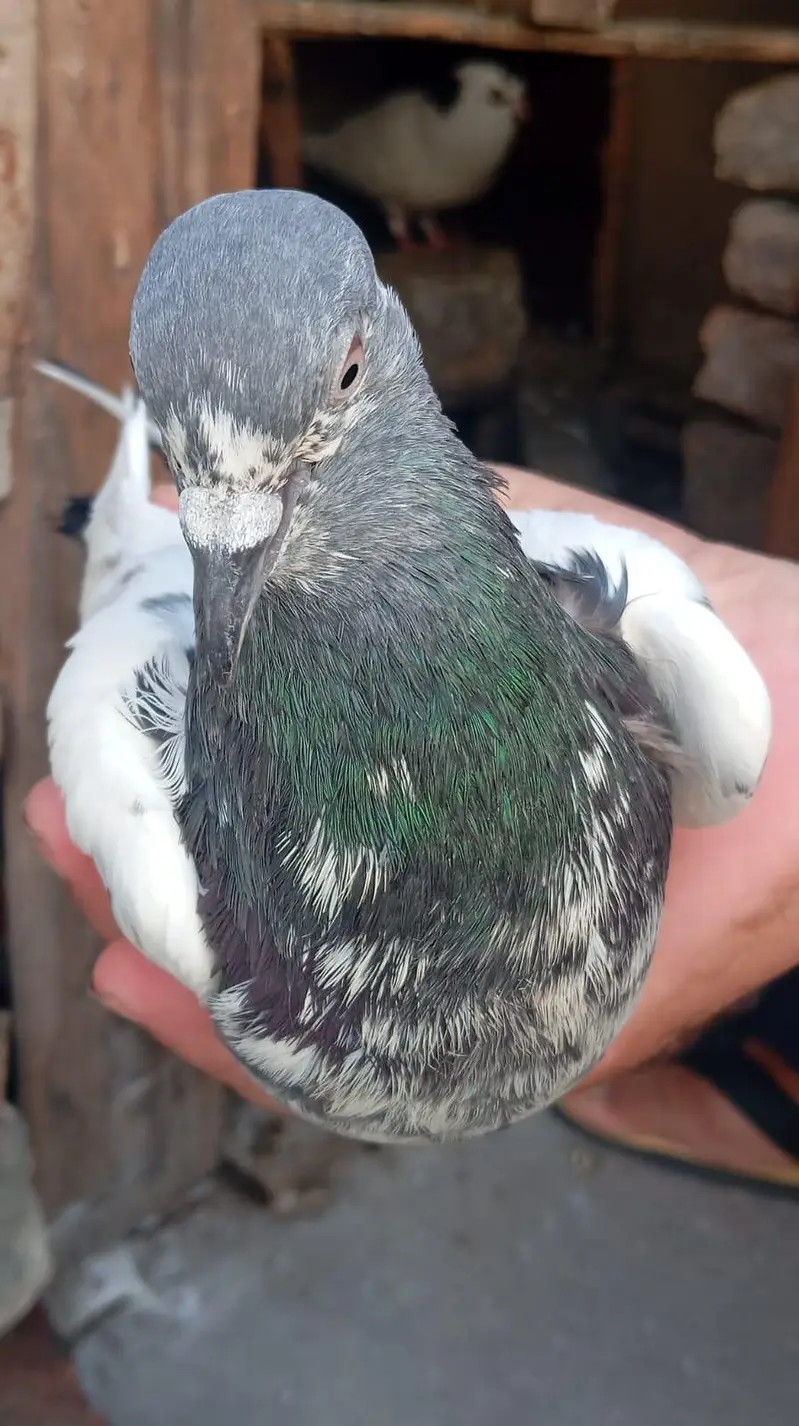 pigeon per Jora 1500 — photo 6