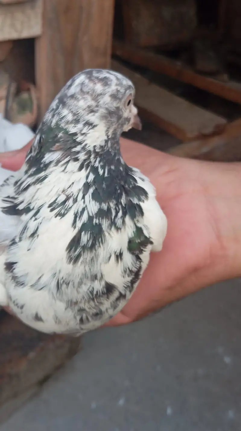 pigeon per Jora 1500 — photo 7