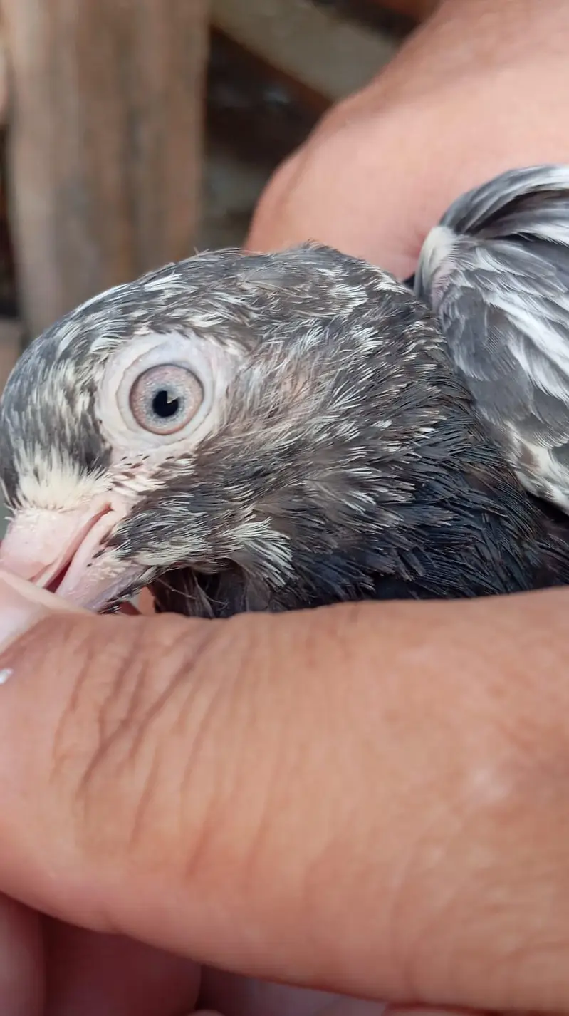 pigeon per Jora 1500 — photo 8