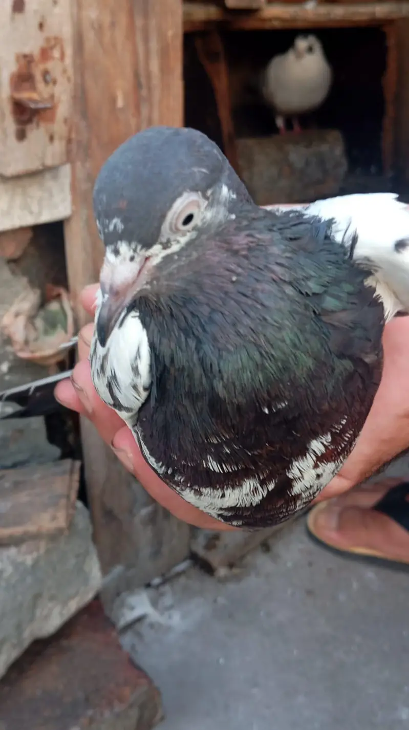 pigeon per Jora 1500 — photo 9