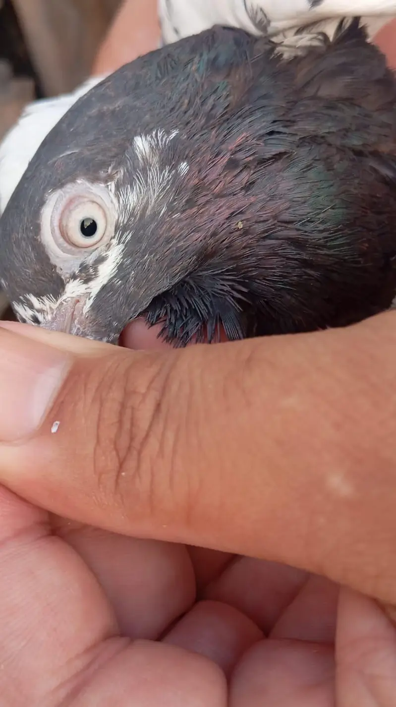 pigeon per Jora 1500 — photo 10