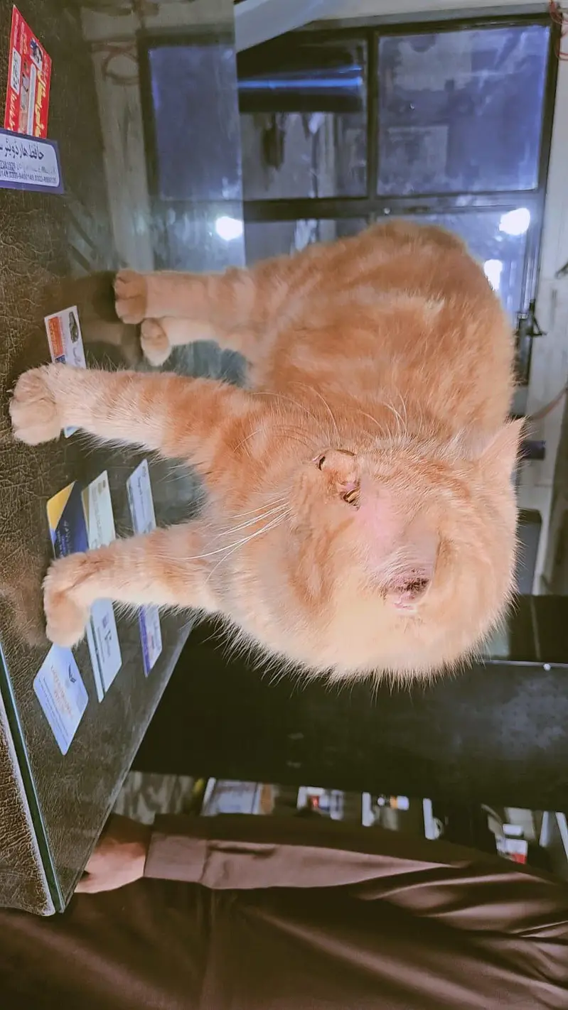 perison cat yellow — photo 2