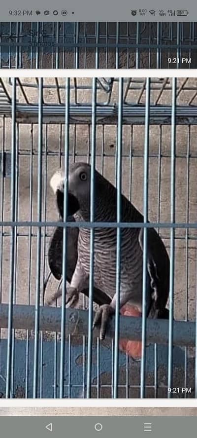 talking affrican gray parrot
