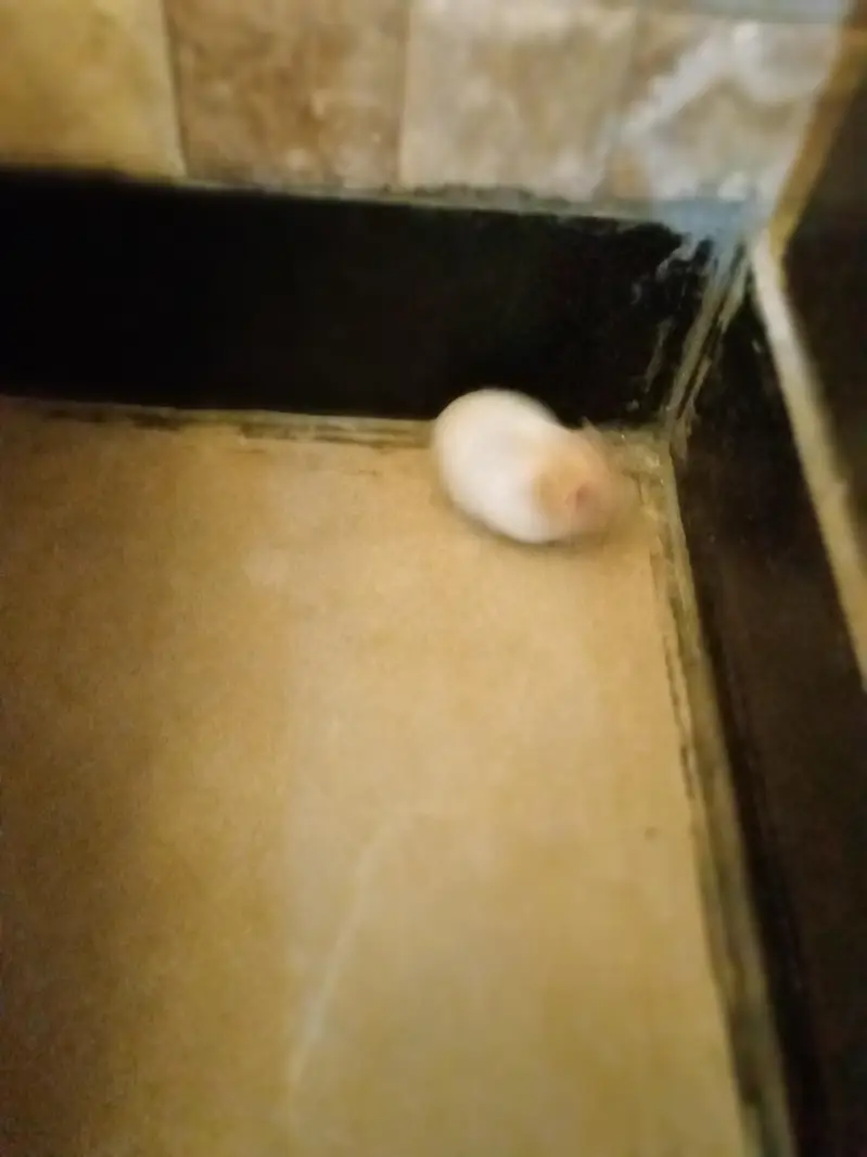 selling hamster