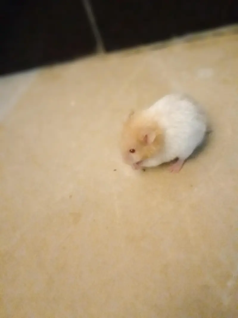 selling hamster — photo 2