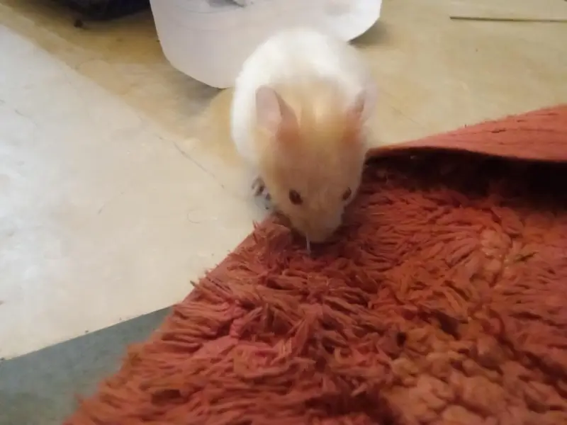 selling hamster — photo 3