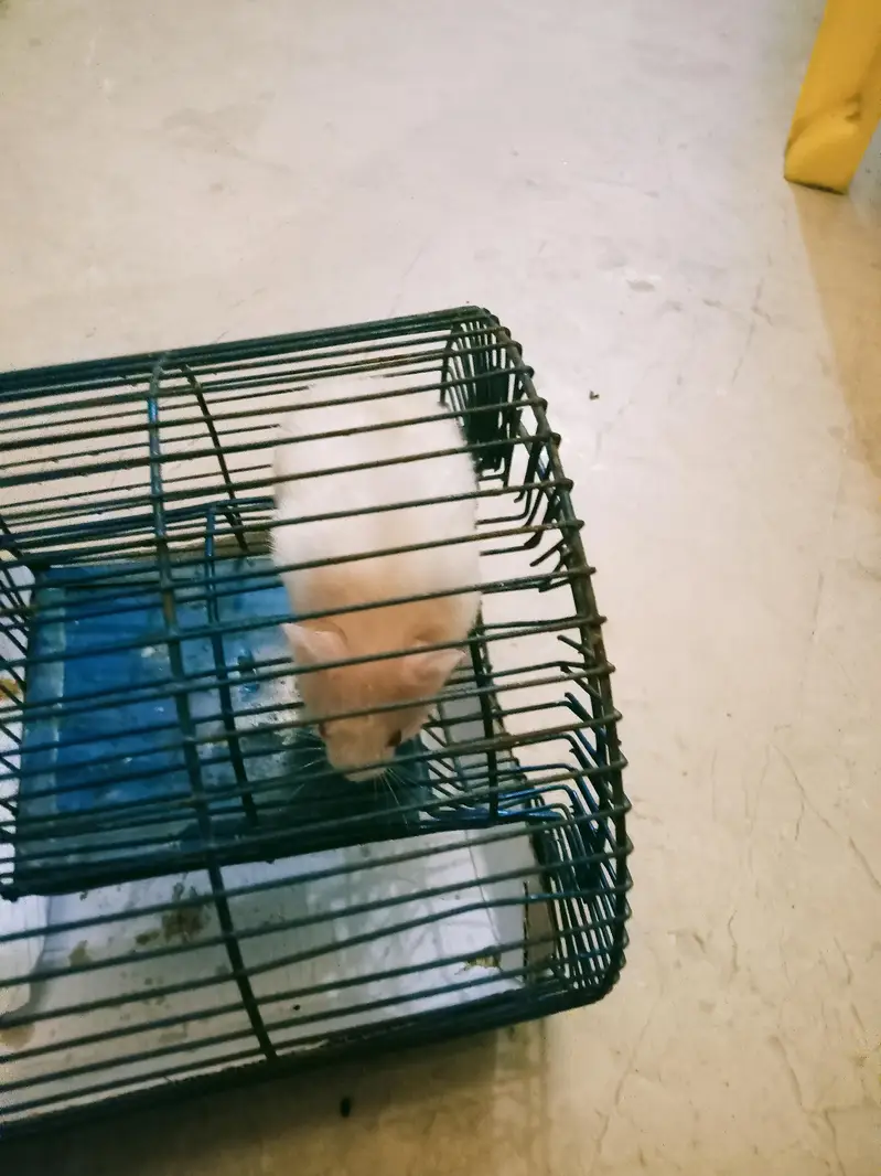 selling hamster — photo 4