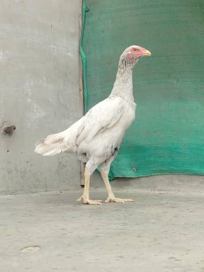 Pure Aseel Females Heavy Breeder Stock