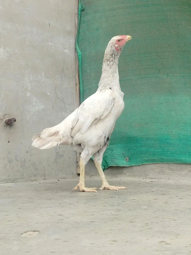 Pure Aseel Females Heavy Breeder Stock — photo 2