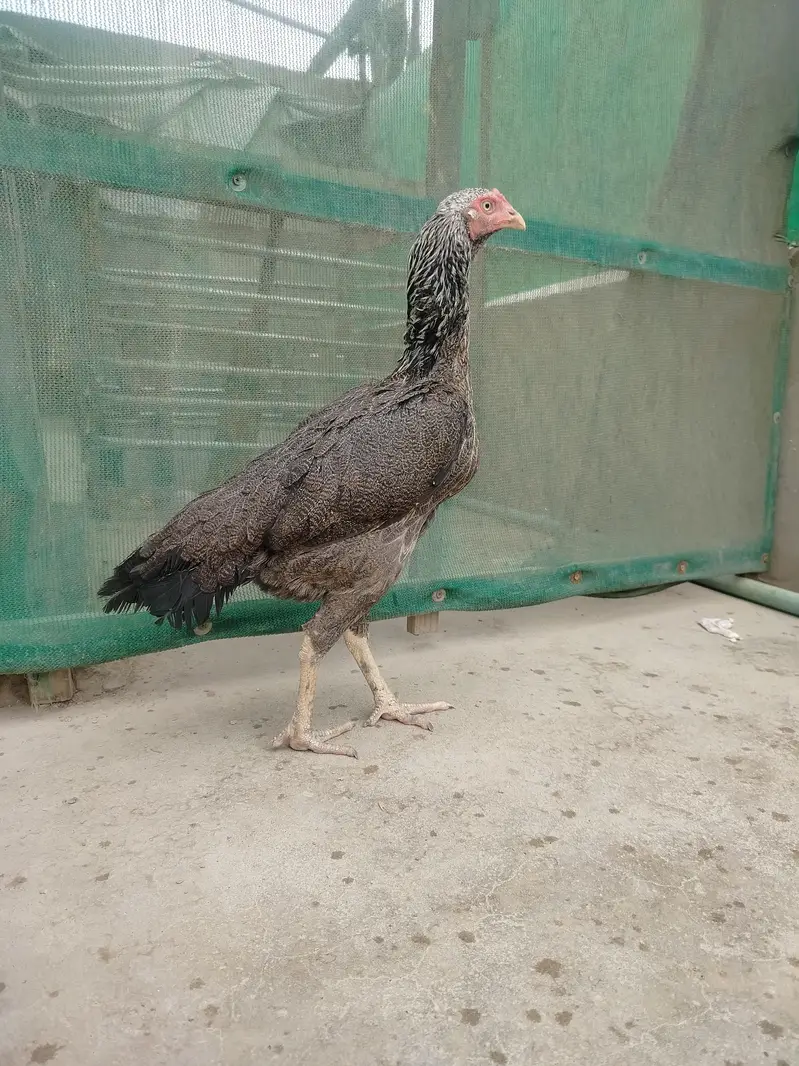 Pure Aseel Females Heavy Breeder Stock — photo 3