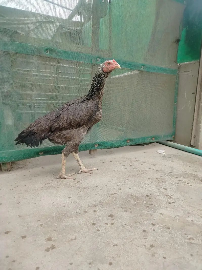 Pure Aseel Females Heavy Breeder Stock — photo 4