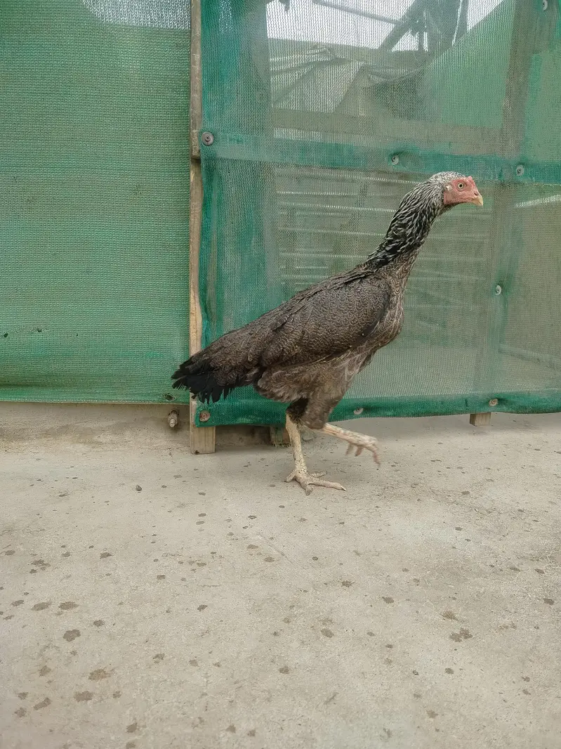 Pure Aseel Females Heavy Breeder Stock — photo 5