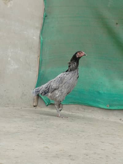 Mianwali Aseel Murgi | Breeder| Egg laying female