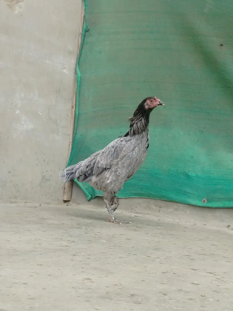 Pure Aseel Females Heavy Breeder Stock — photo 6