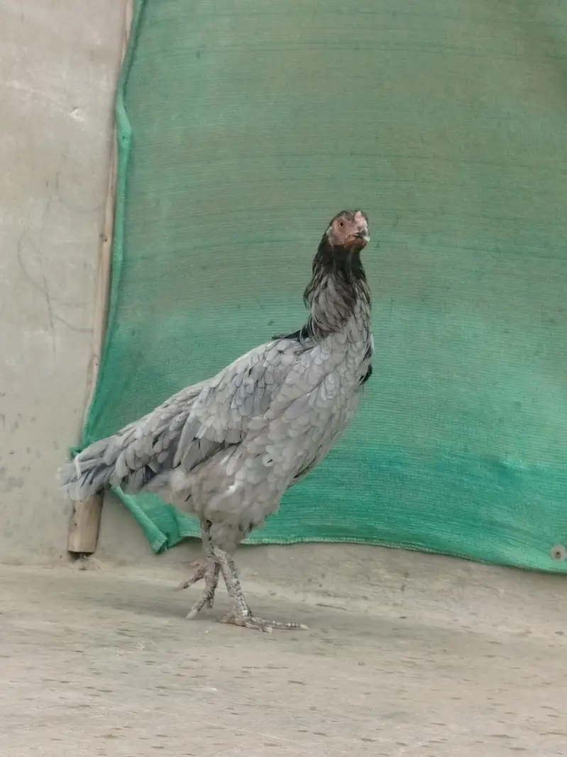 Pure Aseel Females Heavy Breeder Stock — photo 7