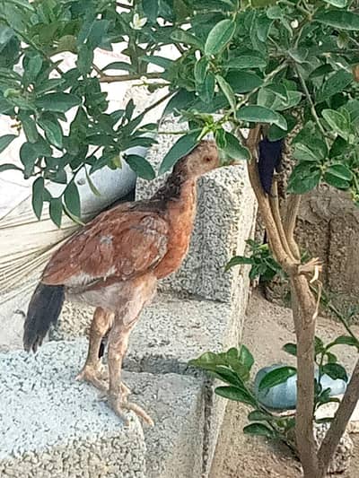 Pure Aseel Chicks pair