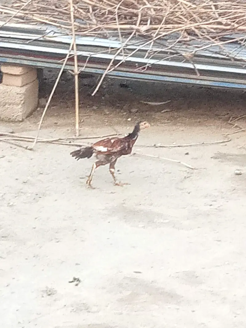 Pure Aseel Chicks pair — photo 2