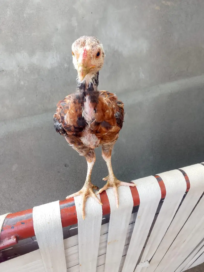 Pure Aseel Chicks pair — photo 3