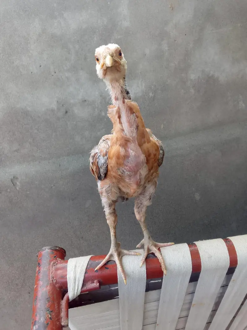Pure Aseel Chicks pair — photo 4