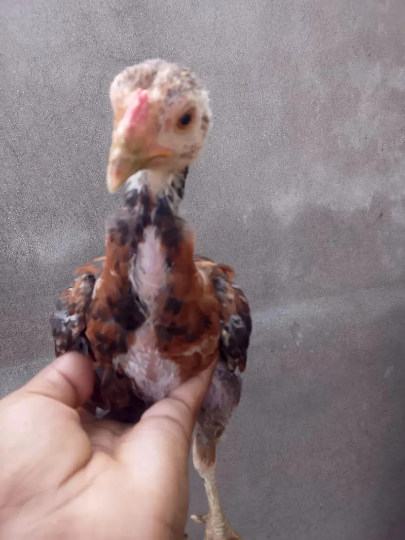 Pure Aseel Chicks pair — photo 5