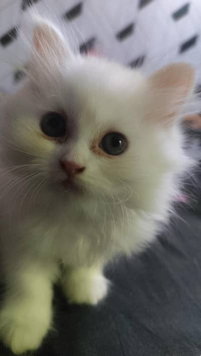Persian kittens
