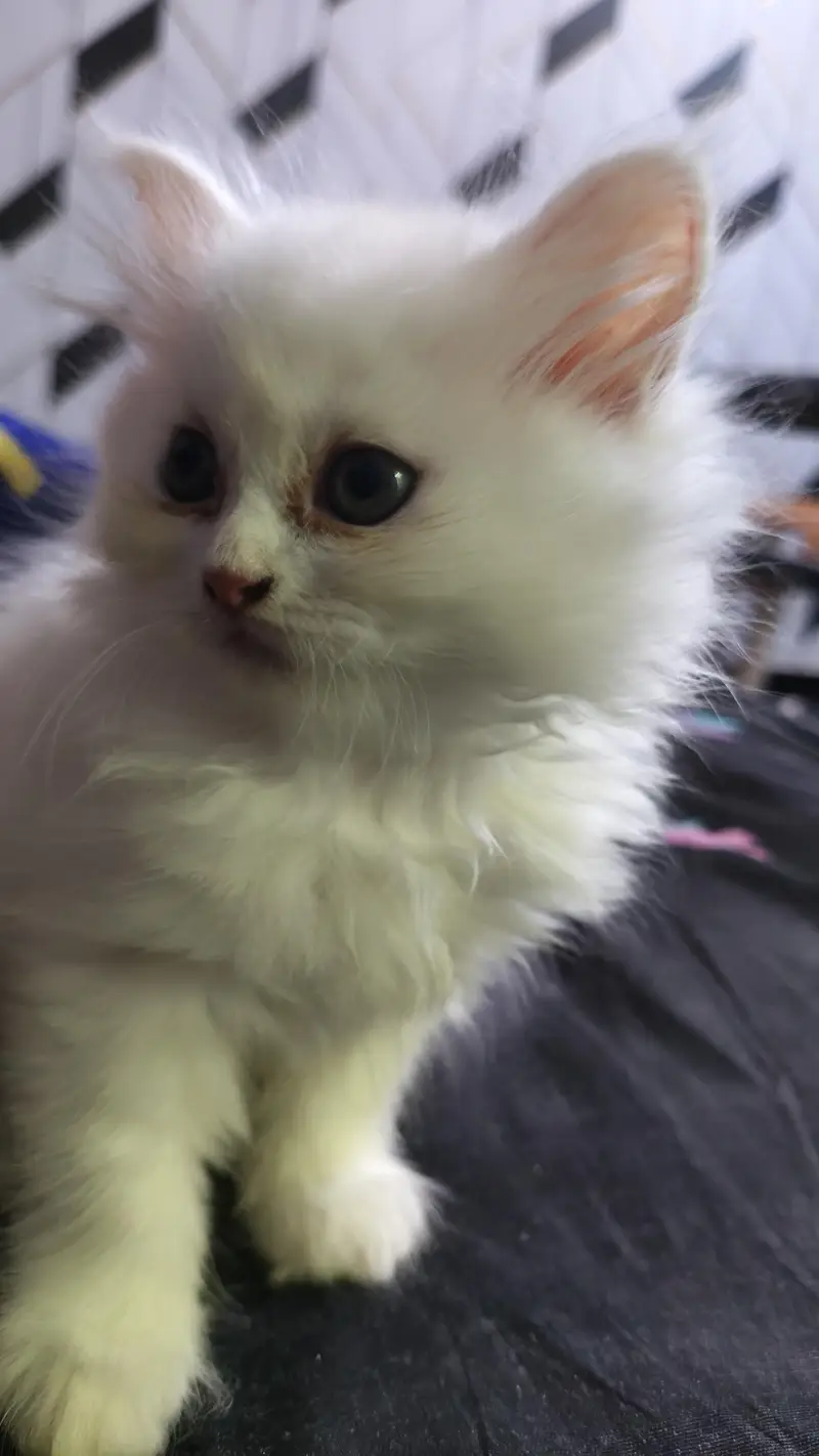 Persian kittens — photo 2