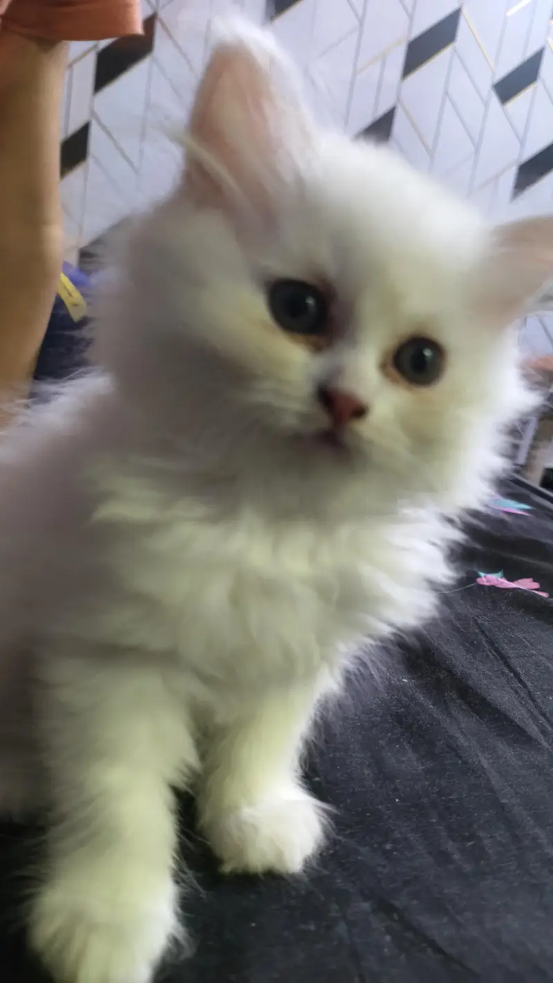 Persian kittens — photo 3