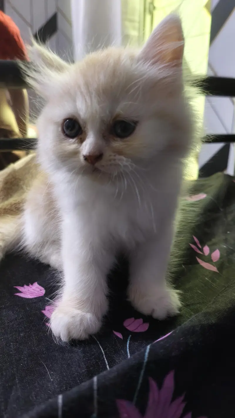 Persian kittens — photo 4