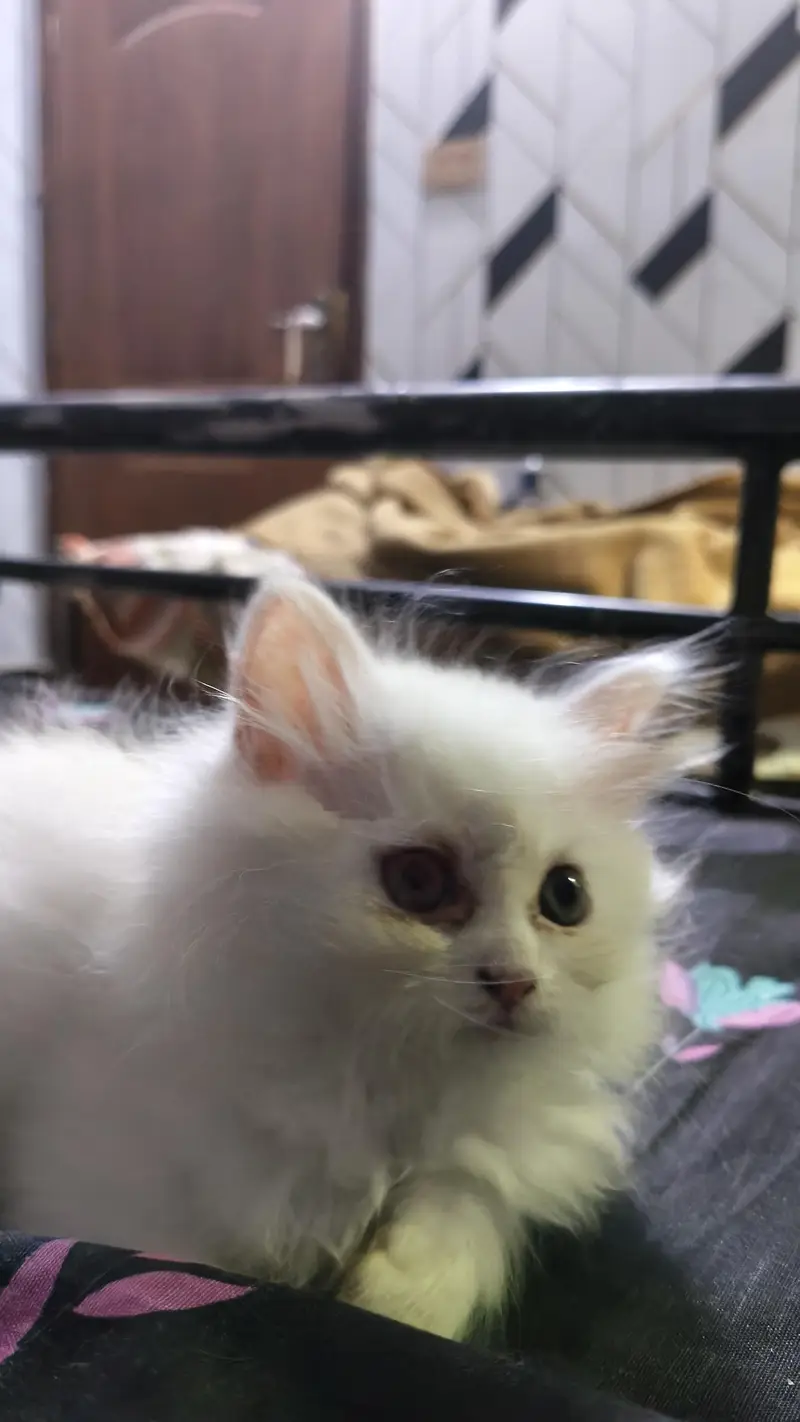 Persian kittens — photo 5