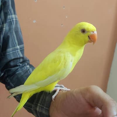 Yellow Ring Male