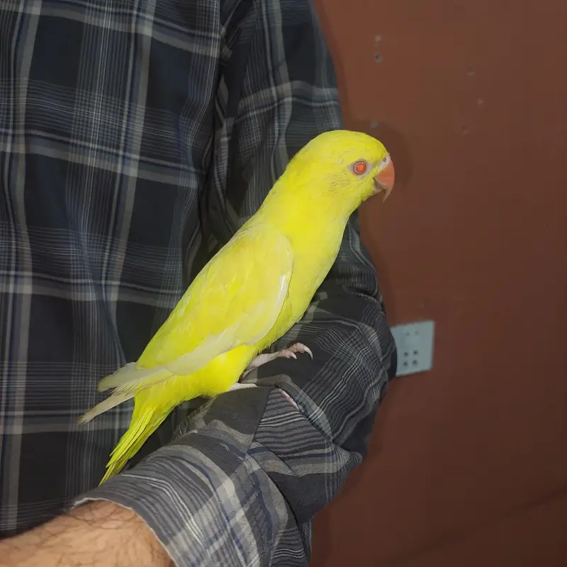 Yellow Ring Male — photo 2