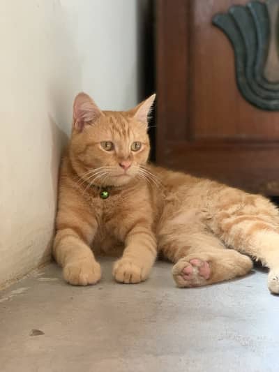 Persian cat cute