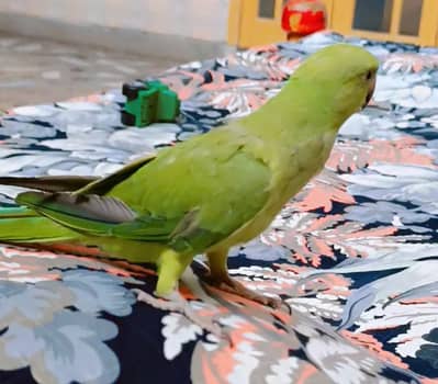 Chasky waly dur rahyn serious buyer contact karyn no exchange