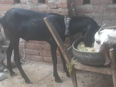 eid ky liye