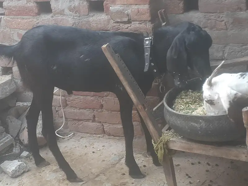 eid ky liye — photo 2