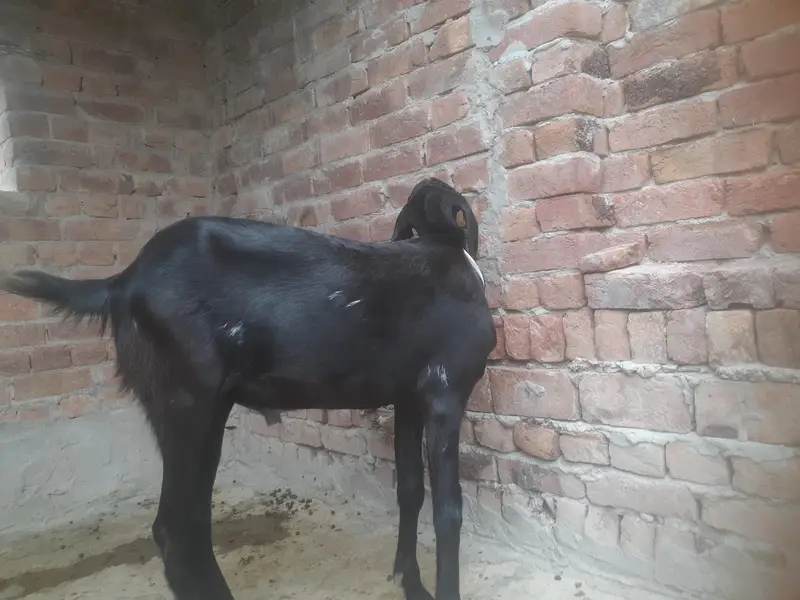 eid ky liye — photo 3