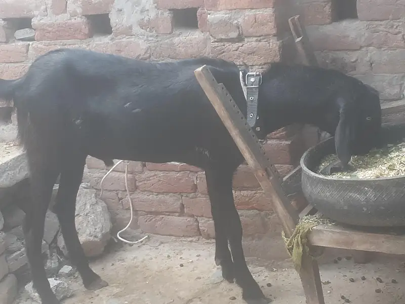 eid ky liye — photo 4