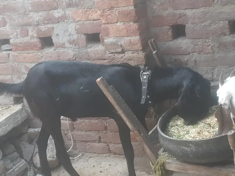 eid ky liye — photo 5