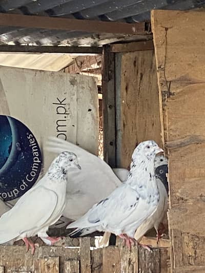 SIALKOTI PIGEONS AVAILABLE