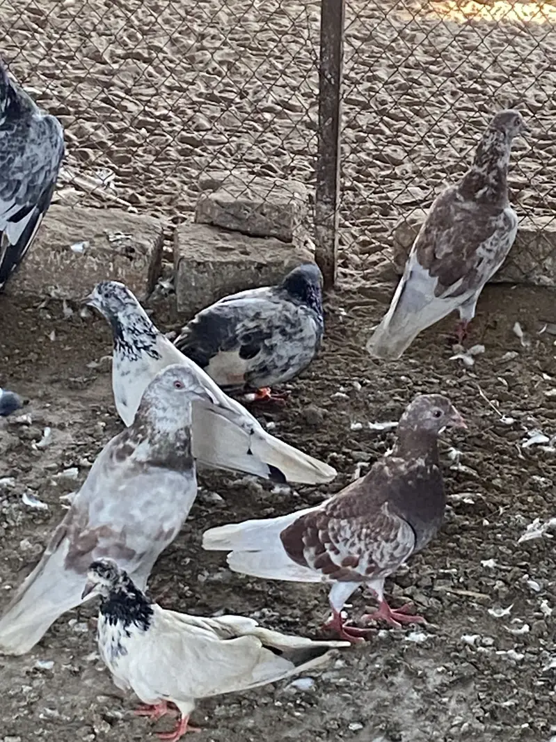 SIALKOTI PIGEONS AVAILABLE — photo 2