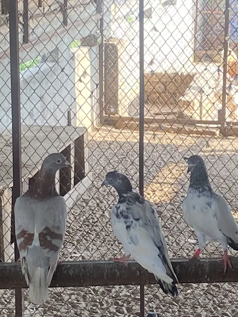 SIALKOTI PIGEONS AVAILABLE — photo 3