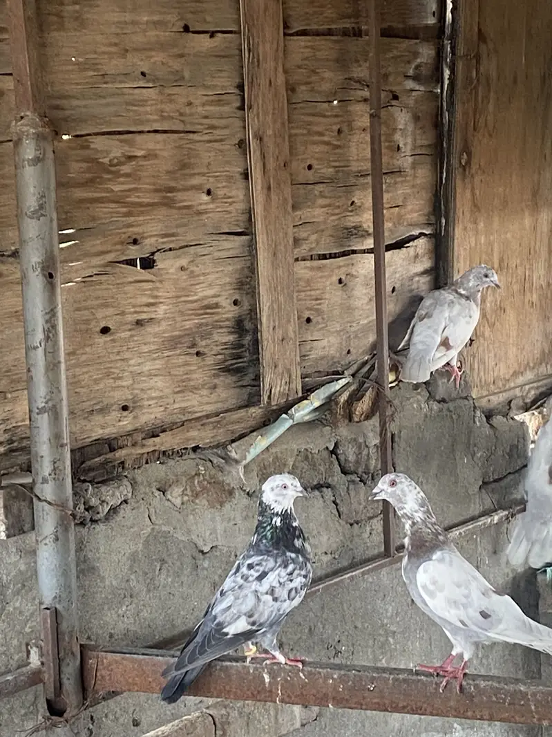 SIALKOTI PIGEONS AVAILABLE — photo 4