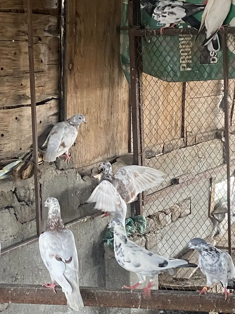 SIALKOTI PIGEONS AVAILABLE — photo 5