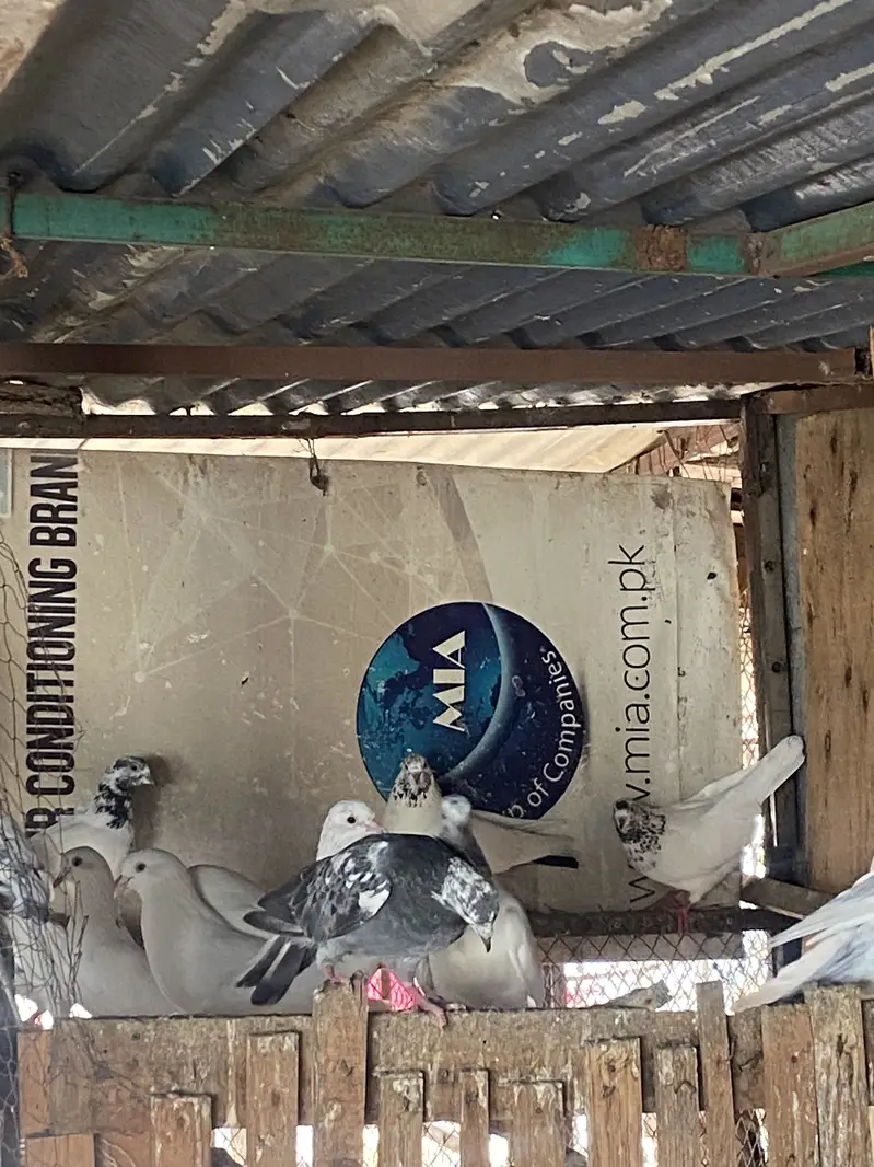 SIALKOTI PIGEONS AVAILABLE — photo 6